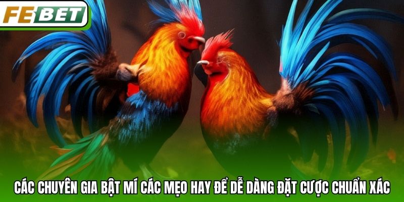 Các chuyên gia bật mí các mẹo hay để dễ dàng đặt cược chuẩn xác