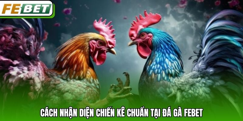 Cách nhận diện chiến kê chuẩn tại đá gà Febet