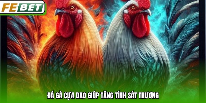 Đá gà cựa dao giúp tăng tính sát thương