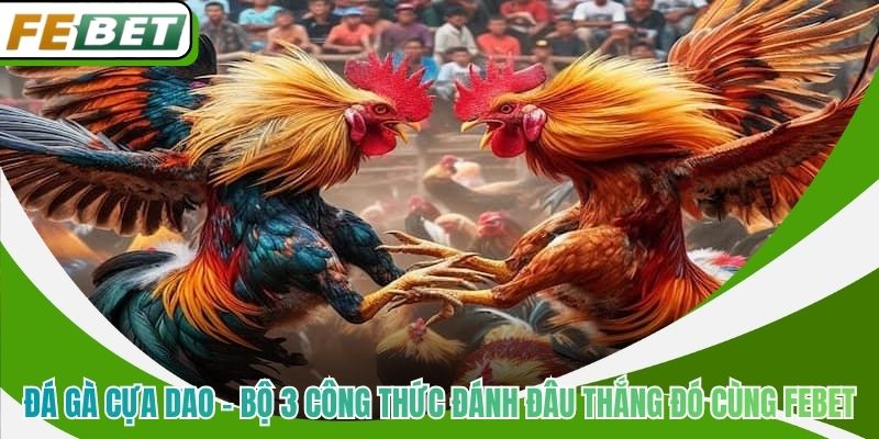 Đá Gà Cựa Dao - Bộ 3 Công Thức Đánh Đâu Thắng Đó Cùng Febet