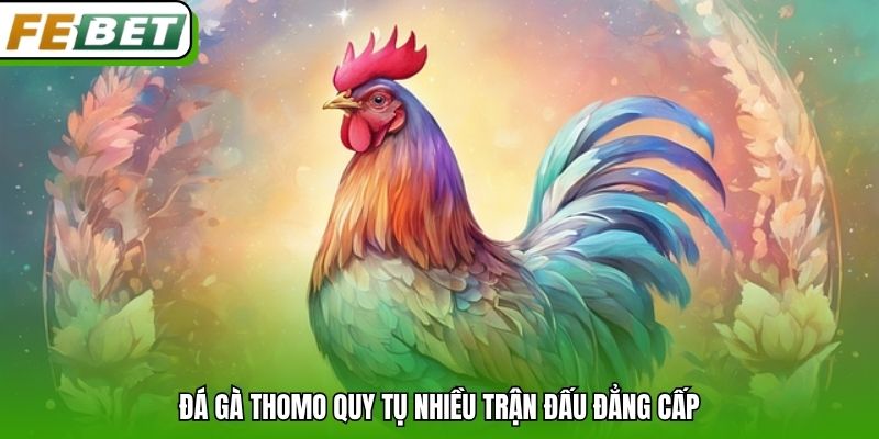 Đá gà Thomo quy tụ nhiều trận đấu đẳng cấp