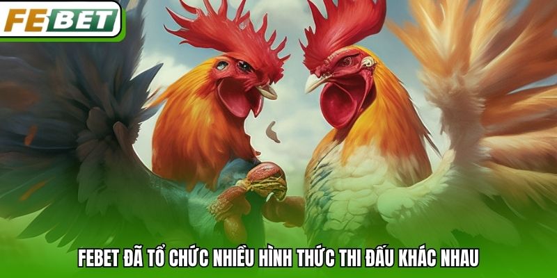 Febet đã tổ chức nhiều hình thức thi đấu khác nhau