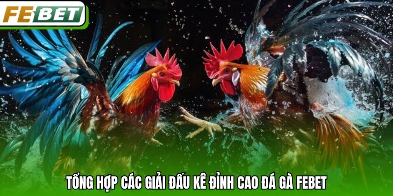 Tổng hợp các giải đấu kê đỉnh cao đá gà Febet